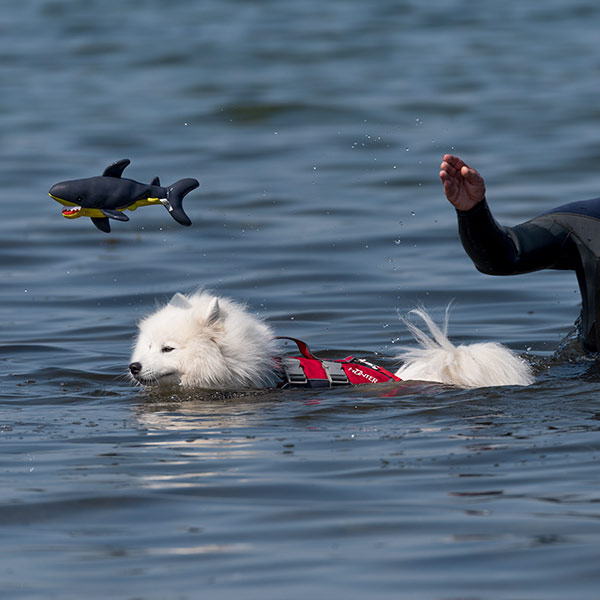 Bella macht sich mit dem Schwimmen vertraut